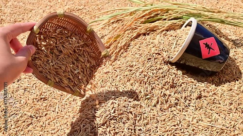 The harvest of rice is exposed to the sun in autumn