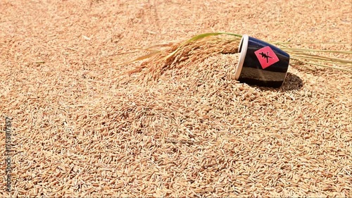 The harvest of rice is exposed to the sun in autumn