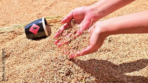 Hand holding dried rice background material
