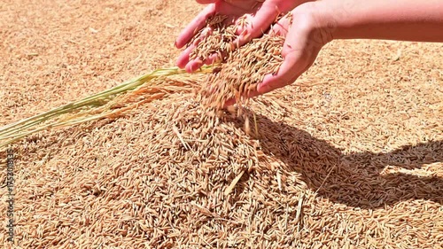 Hand holding dried rice background material
