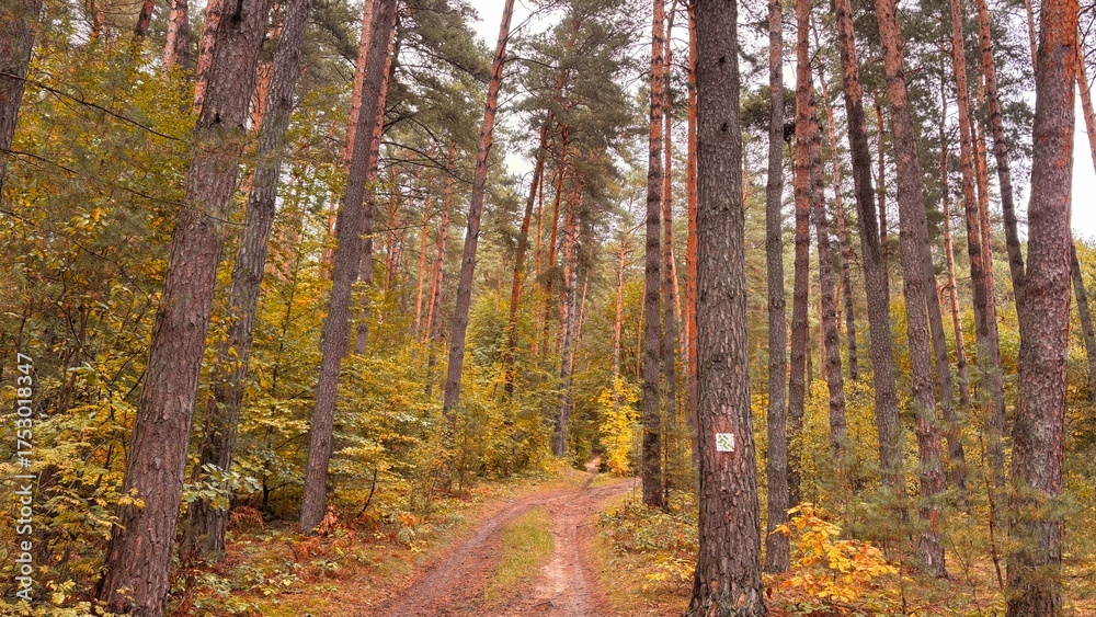 Obraz premium pine trees in the evening