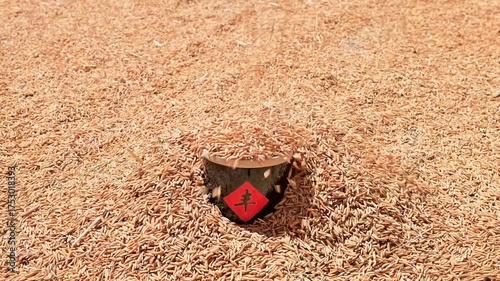 The harvest of rice is exposed to the sun in autumn