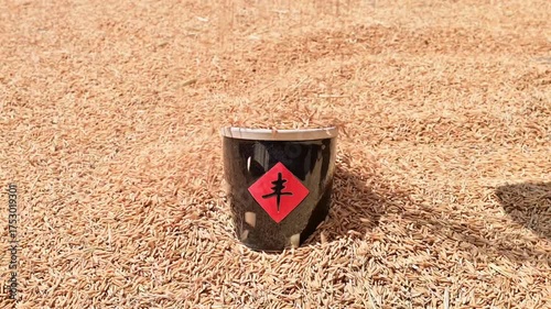 The harvest of rice is exposed to the sun in autumn