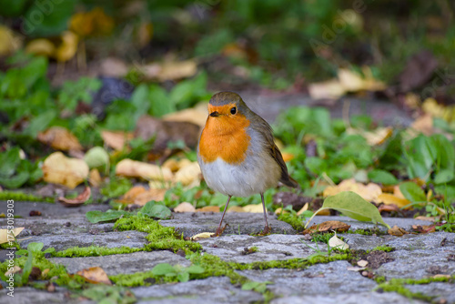 Wallpaper Mural European robin standing on a mossy cobblestone path in soft natural light Torontodigital.ca