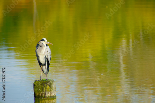 Wallpaper Mural Grey heron standing peacefully on wooden post with autumn-colored water reflections Torontodigital.ca