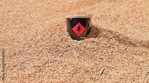 The harvest of rice is exposed to the sun in autumn