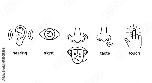 Five senses vector icon set. Simple line art collection of human sensory organs: hearing, sight, smell, taste, touch. Perception concept illustration for education or science.