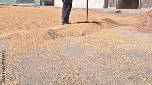 Harvesting rice in the threshing ground in autumn