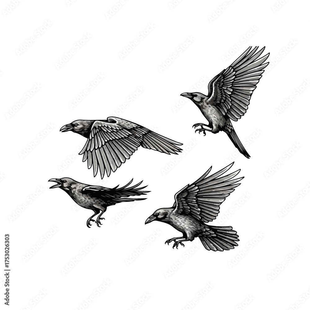 Obraz premium Illustration of four ravens in flight, showcasing detailed feather and wing structures.