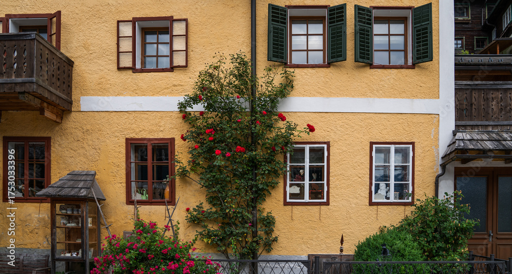 Naklejka premium Yellow stucco house in Hallstatt, Austria with green shutters, wooden balcony, and blooming red climbing roses around the windows, surrounded by ornamental shrubs and decorative garden items in summer
