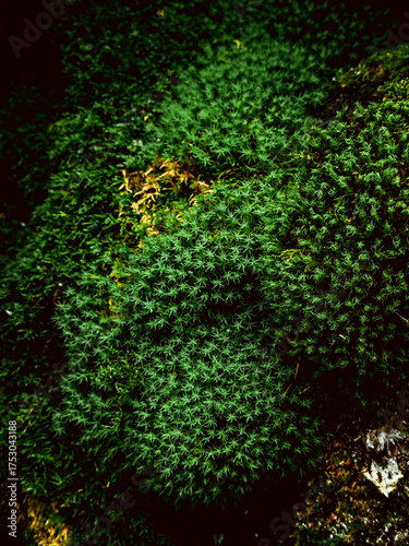 Seamless moss grass texture for decoration, wall mural, green for interior architecture, ambient wall moss grass lawn