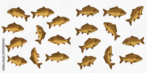 A school of golden brown carp swimming in different directions.