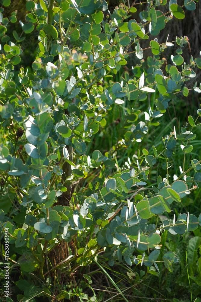 Fototapeta premium Eucalyptus Leaves in Natural Sunlight
