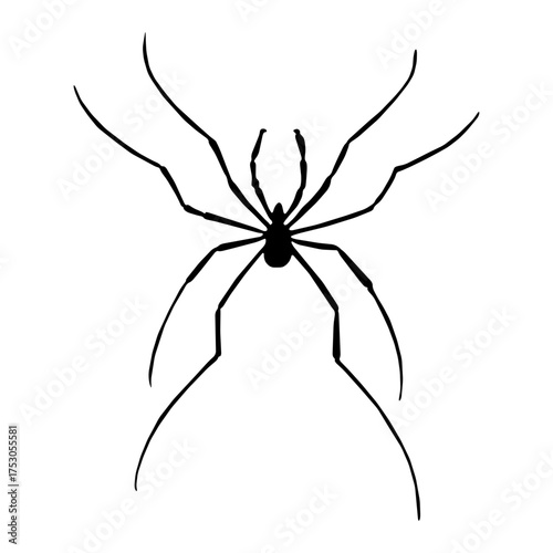 Vector silhouette of a spider standing on a white background