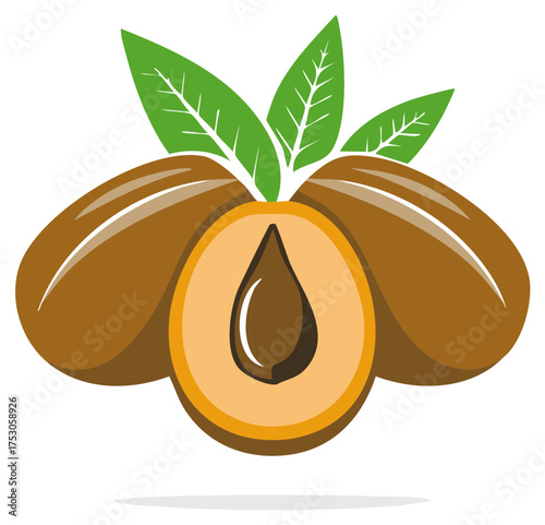 Vector illustration of fresh sapodilla fruit with leaves and cross section