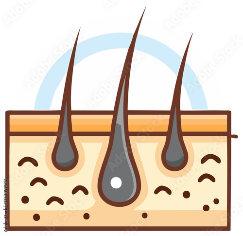 Vector illustration of human hair follicle and skin layer, medical concept.