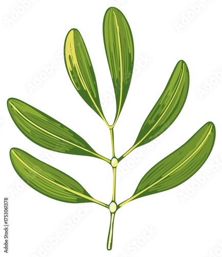 Isolated mistletoe branch with green leaves, traditional winter holiday vector illustration