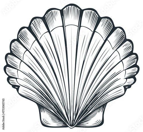 Intricate Line Art of a Scallop Shell with Detailed Ribbing and Edges