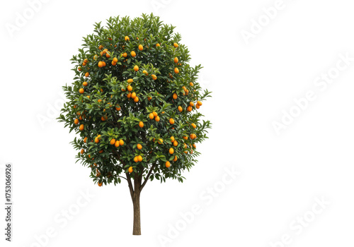 Isolated Kumquat tree abundant with fruits, grown as ornamental edible plant in the garden