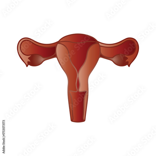 Stylized anatomical illustration of the human uterus and female reproductive system, a symbol of gynecology and women's health