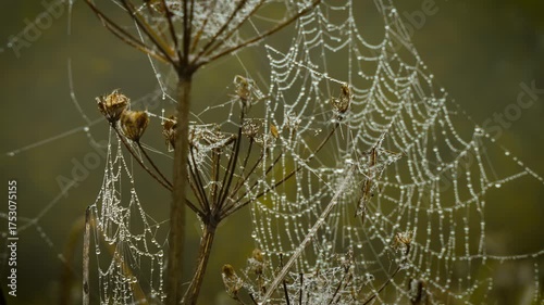 Morning dew covering spider web between dry plants in mystical forest. Enchanted fog shaping soft dimension, All Saints Day. Early moisture decorating silken threads among withered stems in magical