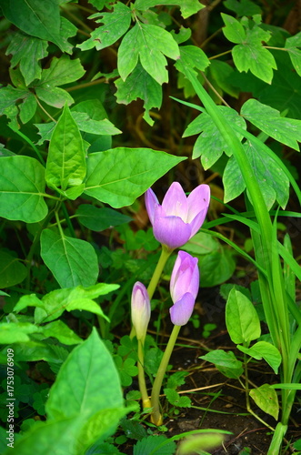 Colchicum flowers close-up in a autumn garden