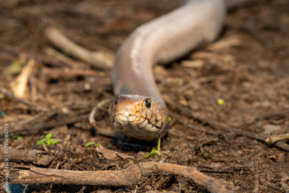 Fototapeta premium The feared Mozambique Spitting Cobra (Naja mossambica) displaying its signature hood in a defensive pose – Africa’s deadly venomous snake