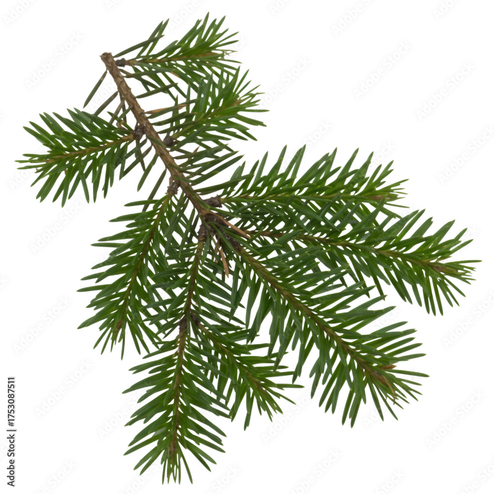 Naklejka premium Detailed realistic pine branch with green needles against a black void