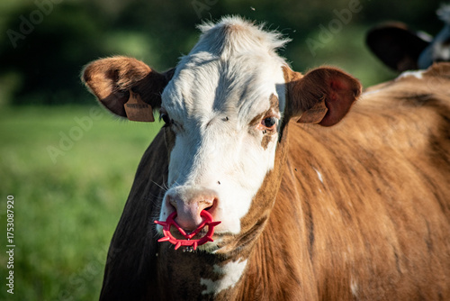 Φωτογραφία Tête de génisse de race Hereford portant un anneau anti-têtée en plastique de co