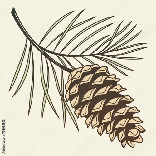 Illustration of a pine cone and needles on a branch Keywords: pine cone, pine, cone, branch, needles, evergreen, coniferous, tree, nature, plant, botany, forest, wood, seasonal, autumn, winter
