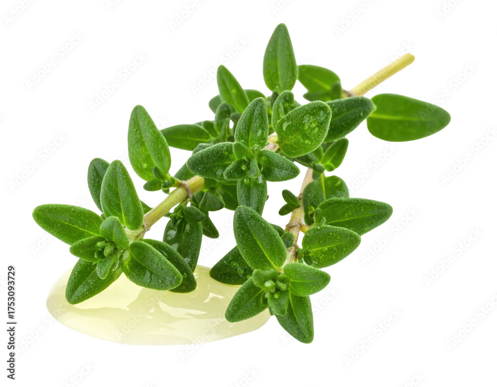 Fototapeta premium A fresh sprig of thyme with vibrant green leaves, resting on a smooth surface.