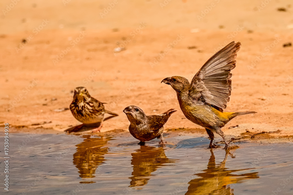 Fototapeta premium Crossbill or Loxia curvirostra, reflected in a golden spring.