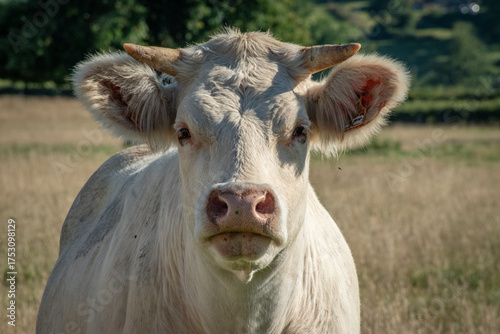 Jeune vache charolaise avec cornes dans un pré