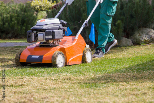 Scarifier. Removing dry lawn with a scarifier. Selective focus.
