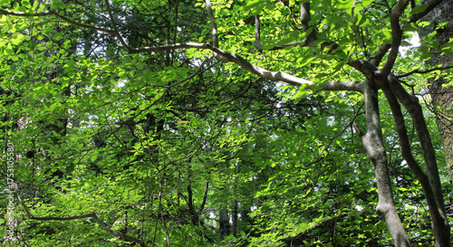 Tree branches with beautiful bright leaves lit by the sunlight in summer. Trees with lush green leaves in natural forest background.	