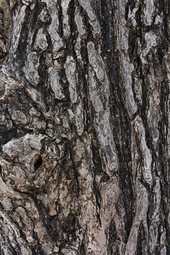 Fototapeta premium Closeup texture of natural tree bark background. Tree trunk with a small hollow. 