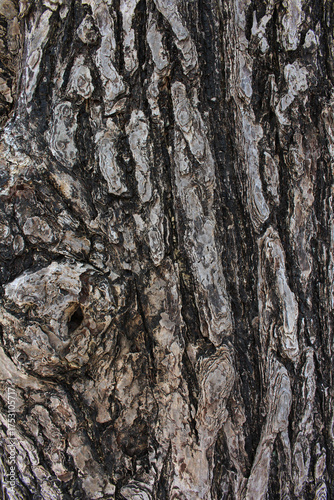 Closeup texture of natural tree bark background. Tree trunk with a small hollow. 