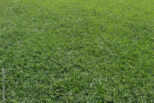 Close up of bright green grass on a sunny day. Background texture of green yard.