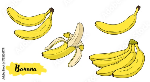 Banana tropical fruit botanical hand drawn vector illustration