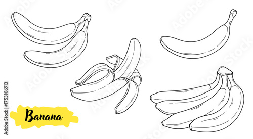 Banana tropical fruit botanical line art hand drawn vector illustration
