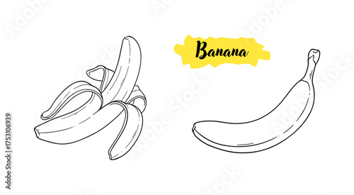 Banana tropical fruit botanical line art hand drawn vector illustration