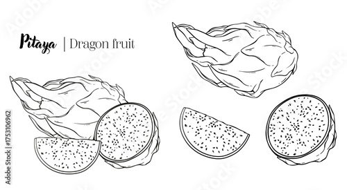 Dragon fruit pitaya tropical botanical line art hand drawn vector illustration