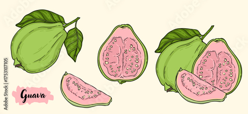 Guava tropical fruit botanical hand drawn vector illustration