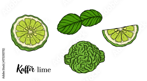 Kaffir lime citrus botanical hand drawn vector illustration