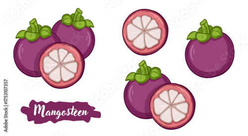 Mangosteen tropical fruit botanical hand drawn vector illustration