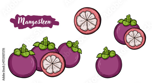 Mangosteen tropical fruit botanical hand drawn vector illustration