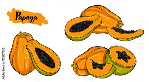 Papaya tropical fruit botanical hand drawn vector illustration