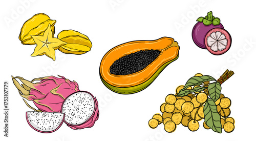 Set of tropical fruit Mangosteen, Dragon fruit, Star fruit, Papaya, Longan illustration