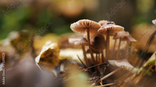 Delicate cluster of pale mushrooms in a sunlit autumn forest, surrounded by colorful fallen leaves. Serene close-up nature scene with warm tones and soft natural light
