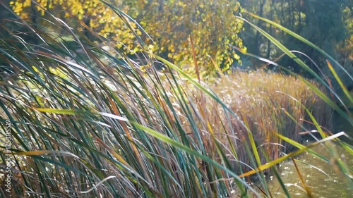 Tall reeds growing by a calm water surface under warm autumn sunlight. Natural wetland vegetation with soft bokeh background, showing beauty of nature, ecology, and peaceful outdoor atmosphere.